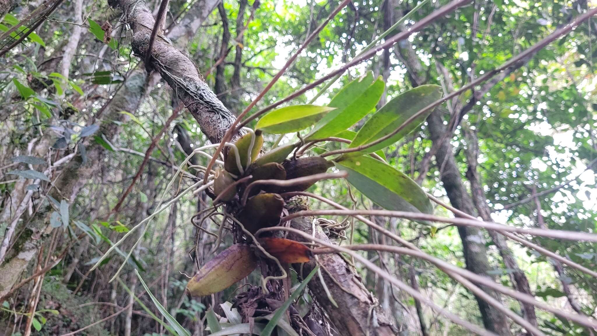 Image of Oncidium praetextum