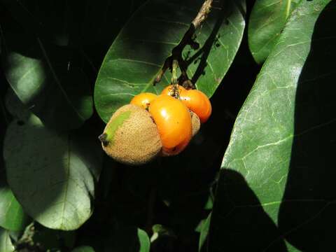 Image of Semecarpus australiensis Engl.