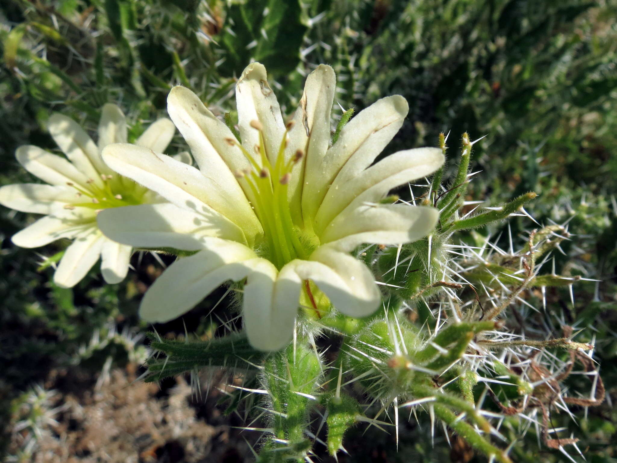 Image of Codon royenii L.