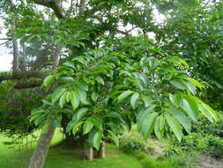 Imagem de Margaritaria discoidea var. fagifolia (Pax) Radcl.-Sm.