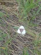 Image of Selway mariposa lily