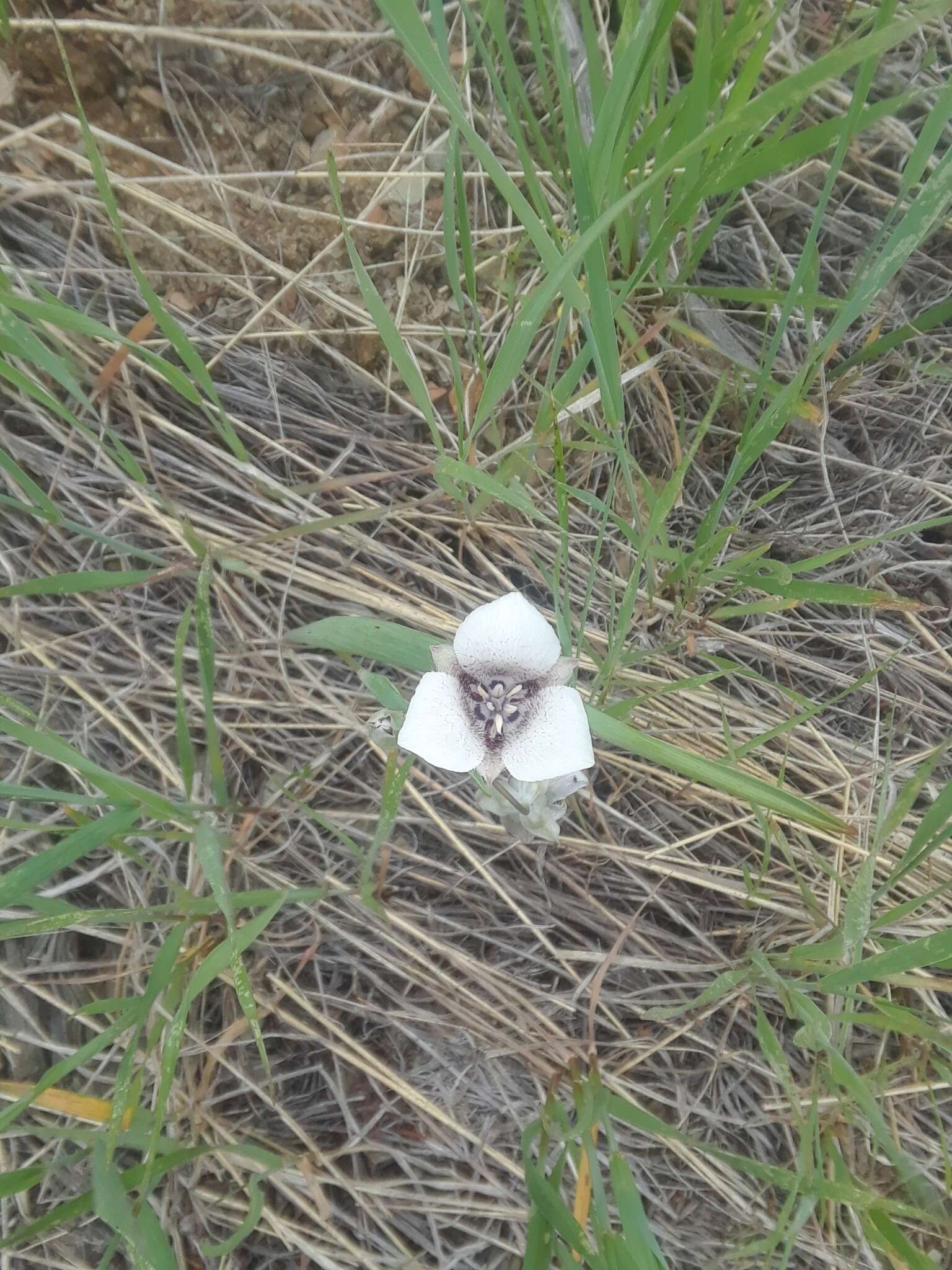 Image of Selway mariposa lily