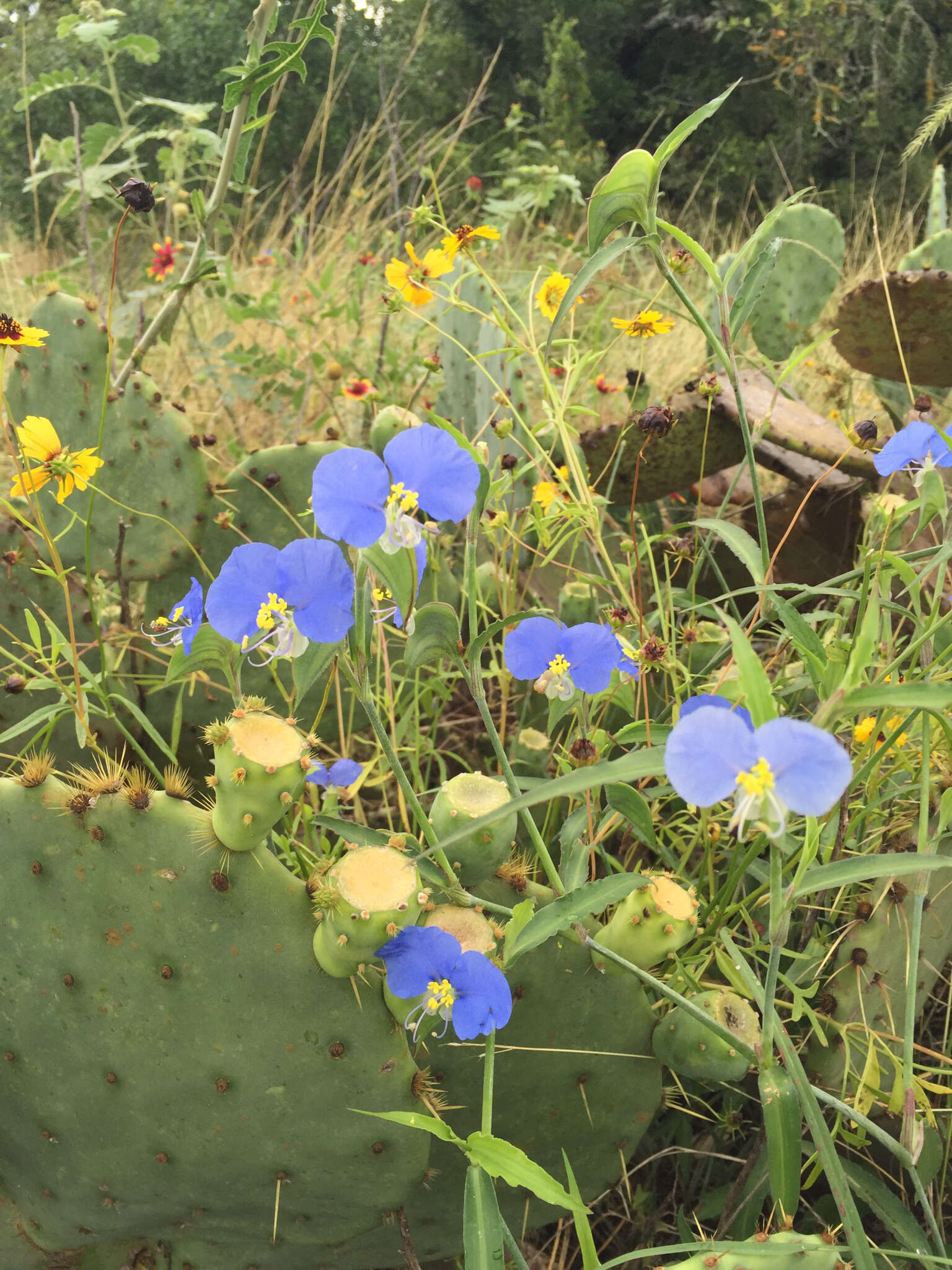 Image of Blousel Blommetjie