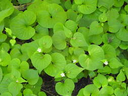 Image of creepingroot violet