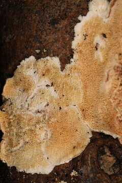 Image de Crustomyces subabruptus (Bourdot & Galzin) Jülich 1978