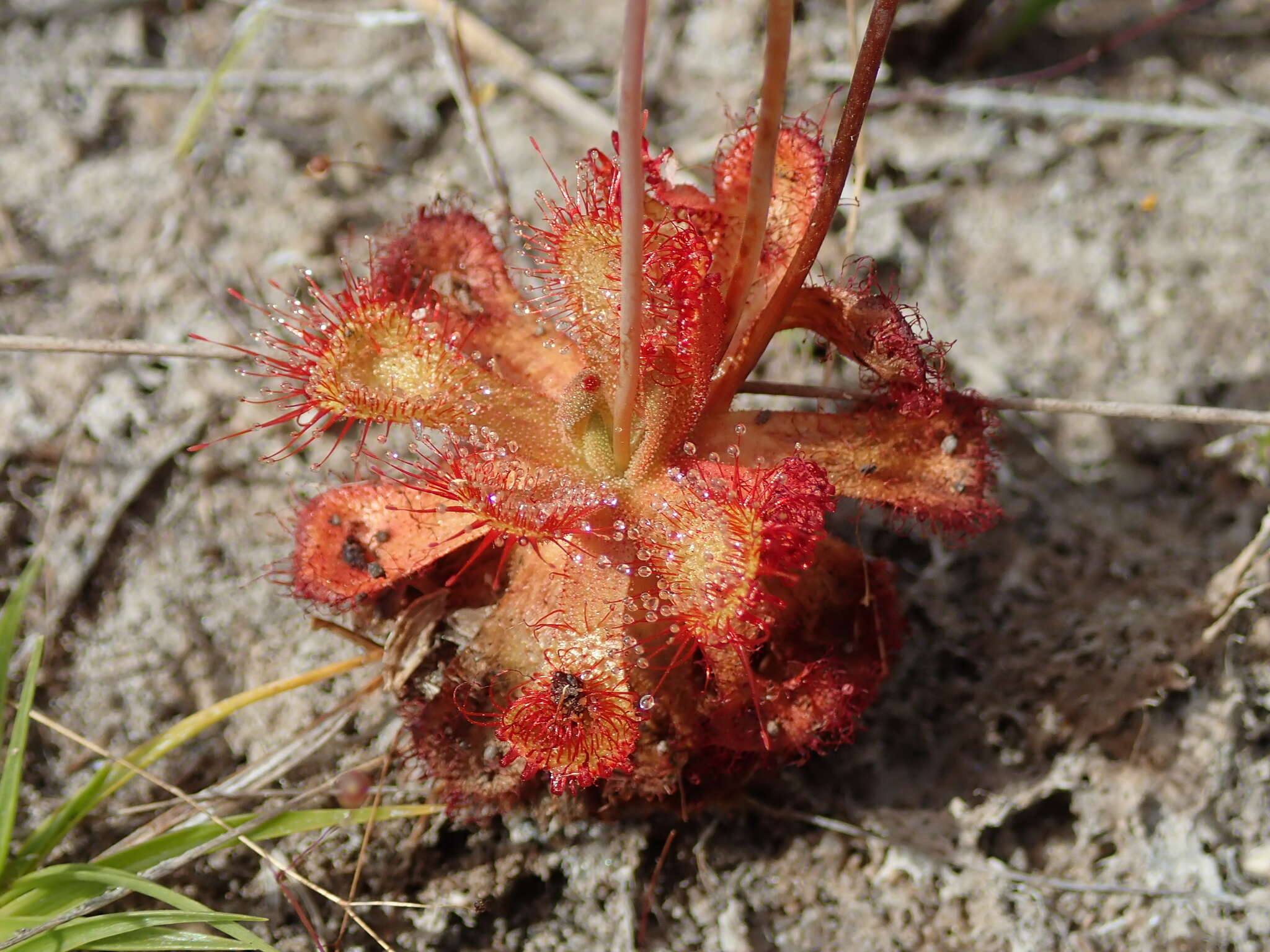 Image of Drosera sessilifolia St. Hil.