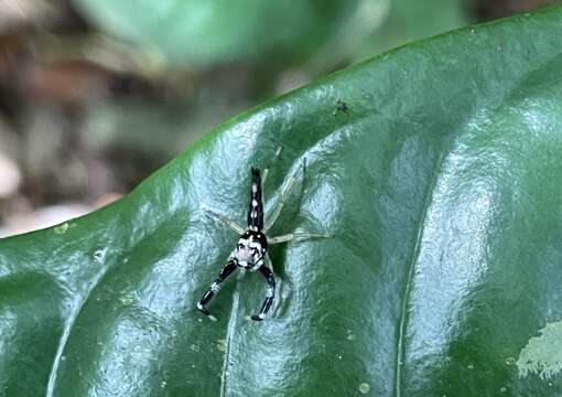 Image of Bavia capistrata (C. L. Koch 1846)