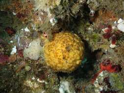 Image of orange rough ball horny sponge