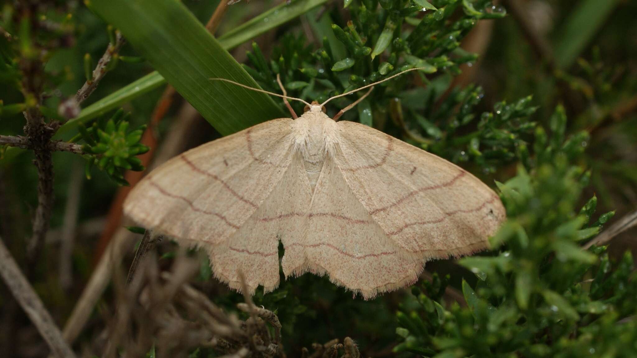 Rhodostrophia vibicaria Clerck 1759的圖片