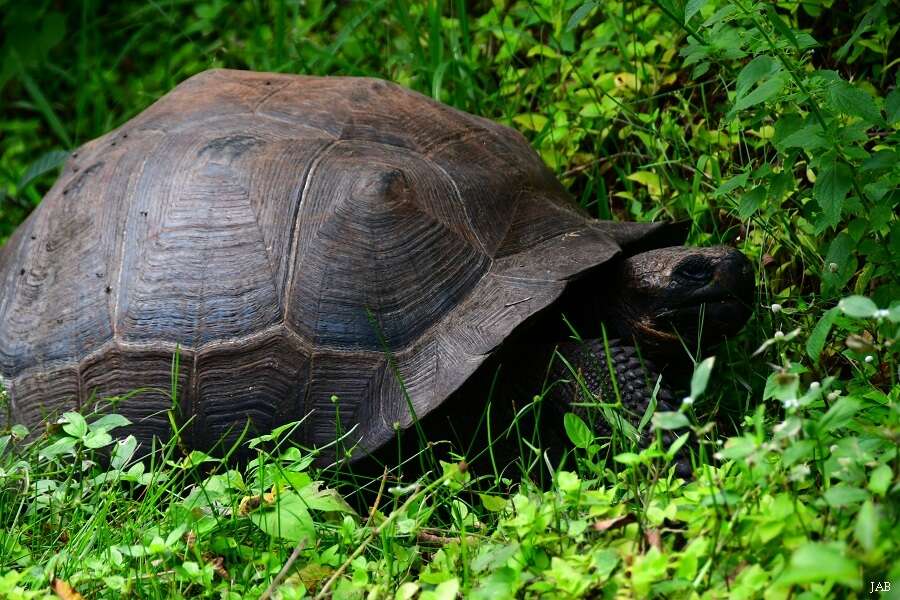 Image of Abingdon Island Giant Tortoise