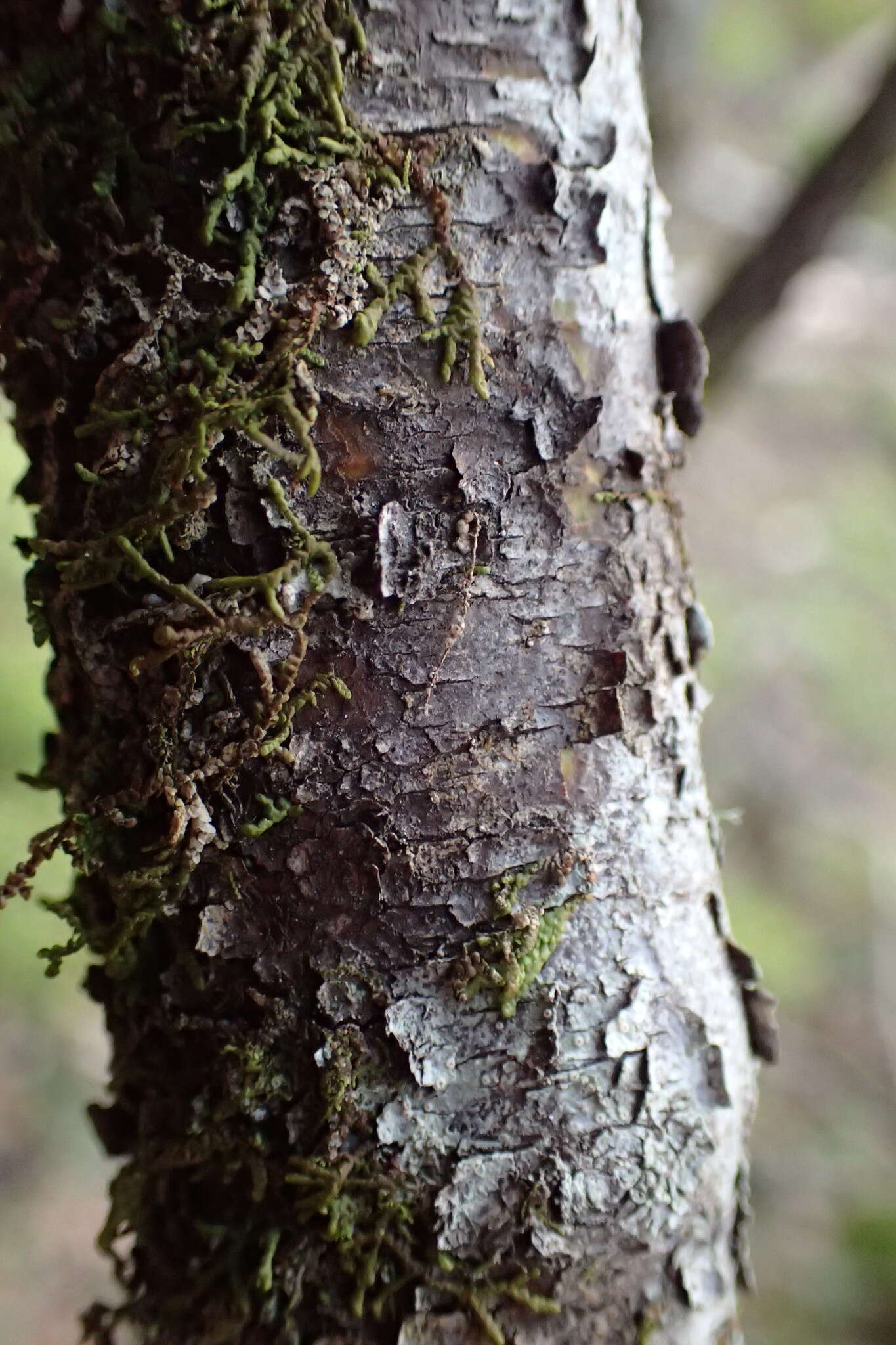 Image of Pittosporum divaricatum Cockayne