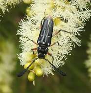 Image of Distichocera thomsonella White 1859