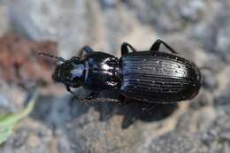 Image of Pterostichus (Calopterus) selmanni (Duftschmid 1812)