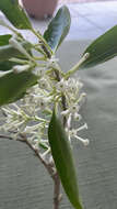 صورة Cestrum diurnum L.