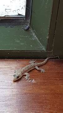 Image of Oriental Leaf-toed Gecko