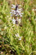 Image of Nepeta mariae Regel