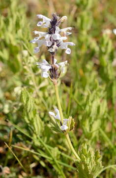 Image of Nepeta mariae Regel