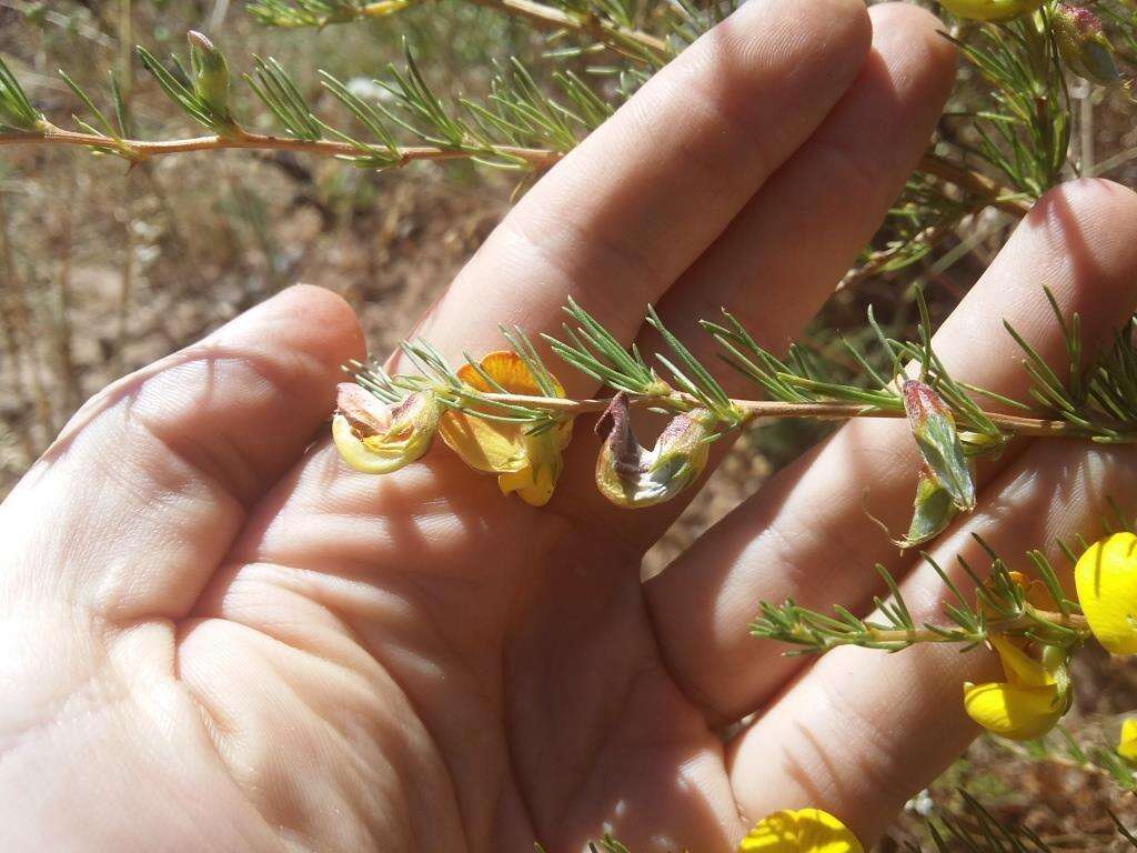 Image of Aspalathus uniflora L.