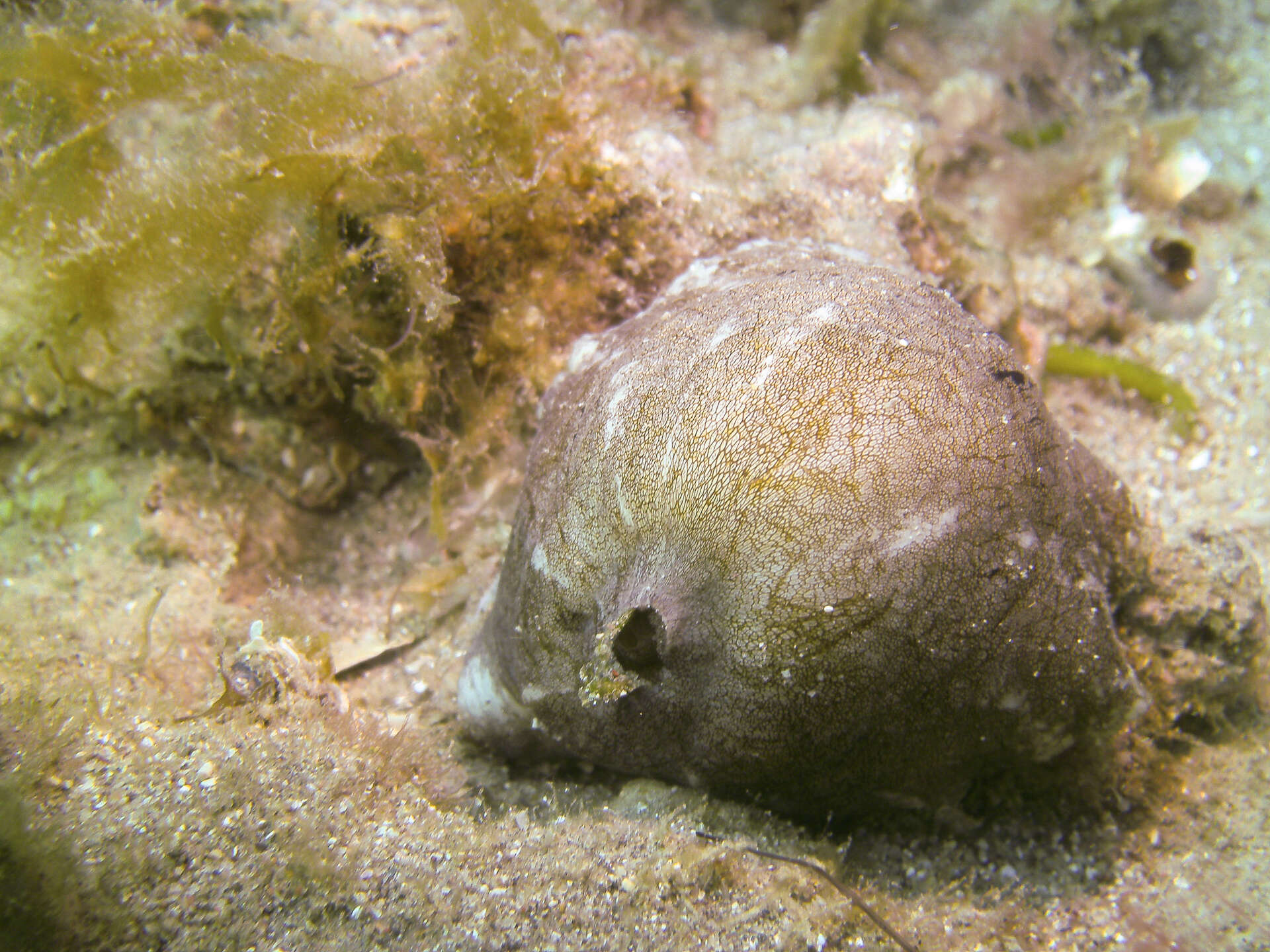 Image of Fissurellidea patagonica (Strebel 1907)