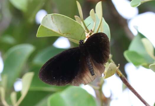 Image of Euploea batesii Felder & Felder 1865