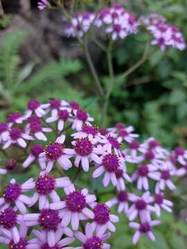 Plancia ëd Pericallis papyracea (DC.) B. Nord.