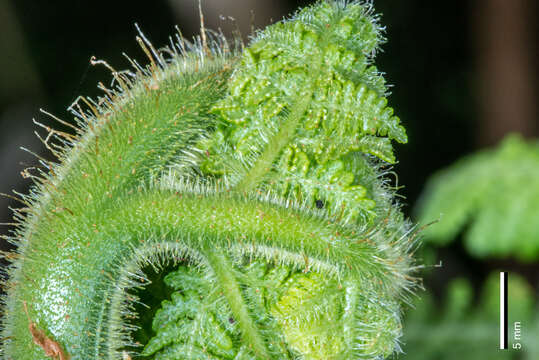 Image of Hypolepis dicksonioides (Bory) Hook.