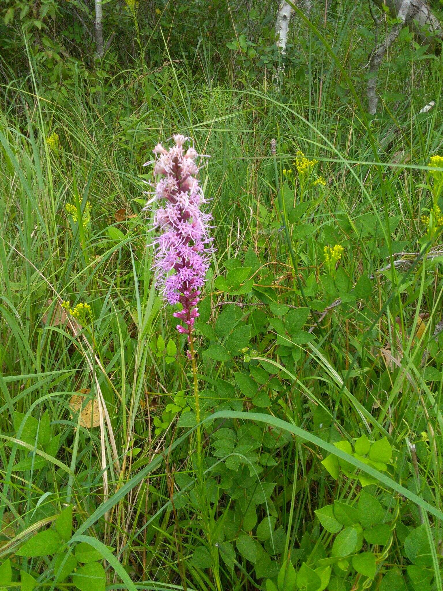 Image of Button Snakewort