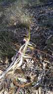 Image of Caladenia cala Hopper & A. P. Br.