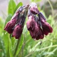 Image of Cynoglossum olgae (Regel & Smirn.) Greuter & Stier