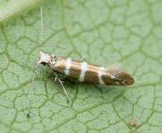 Imagem de Argyresthia trifasciata Staudinger 1871