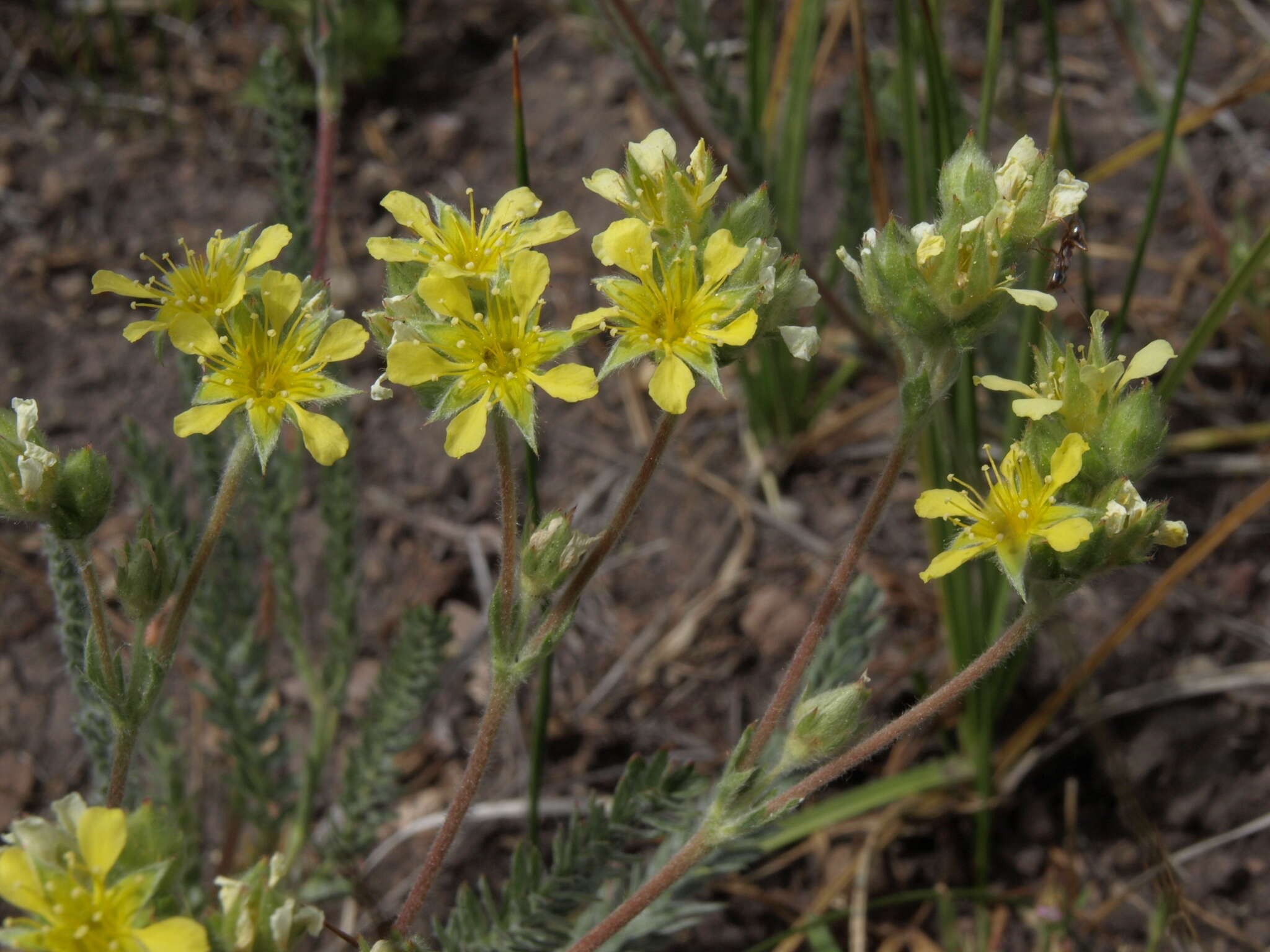 Image of Sierra Valley mousetail