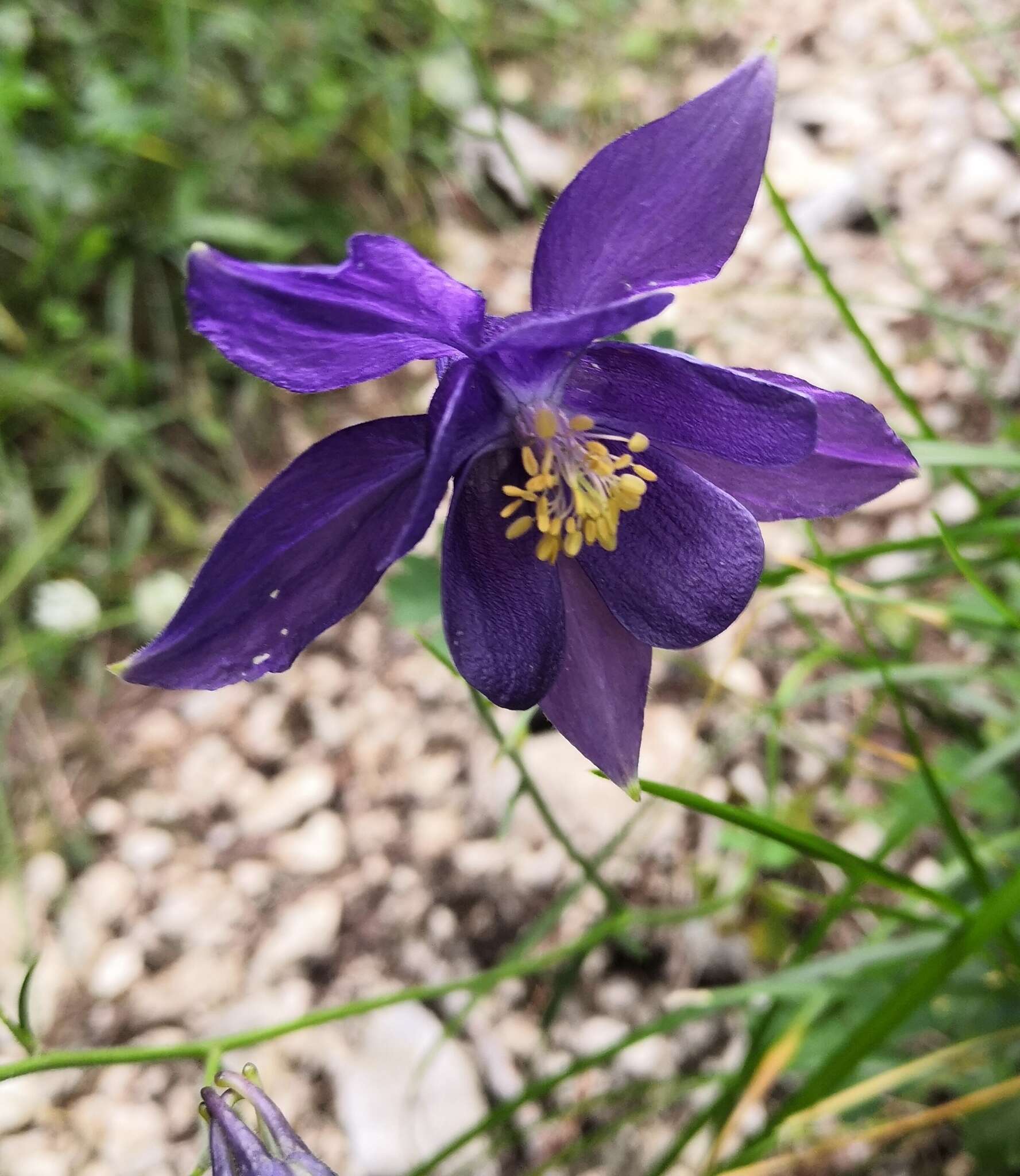 Image of Aquilegia iulia E. Nardi