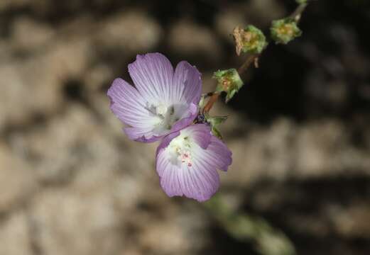 Image of dwarf checkerbloom