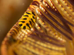 Image of Crinoid worm
