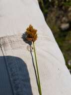 Image of Bebb's sedge