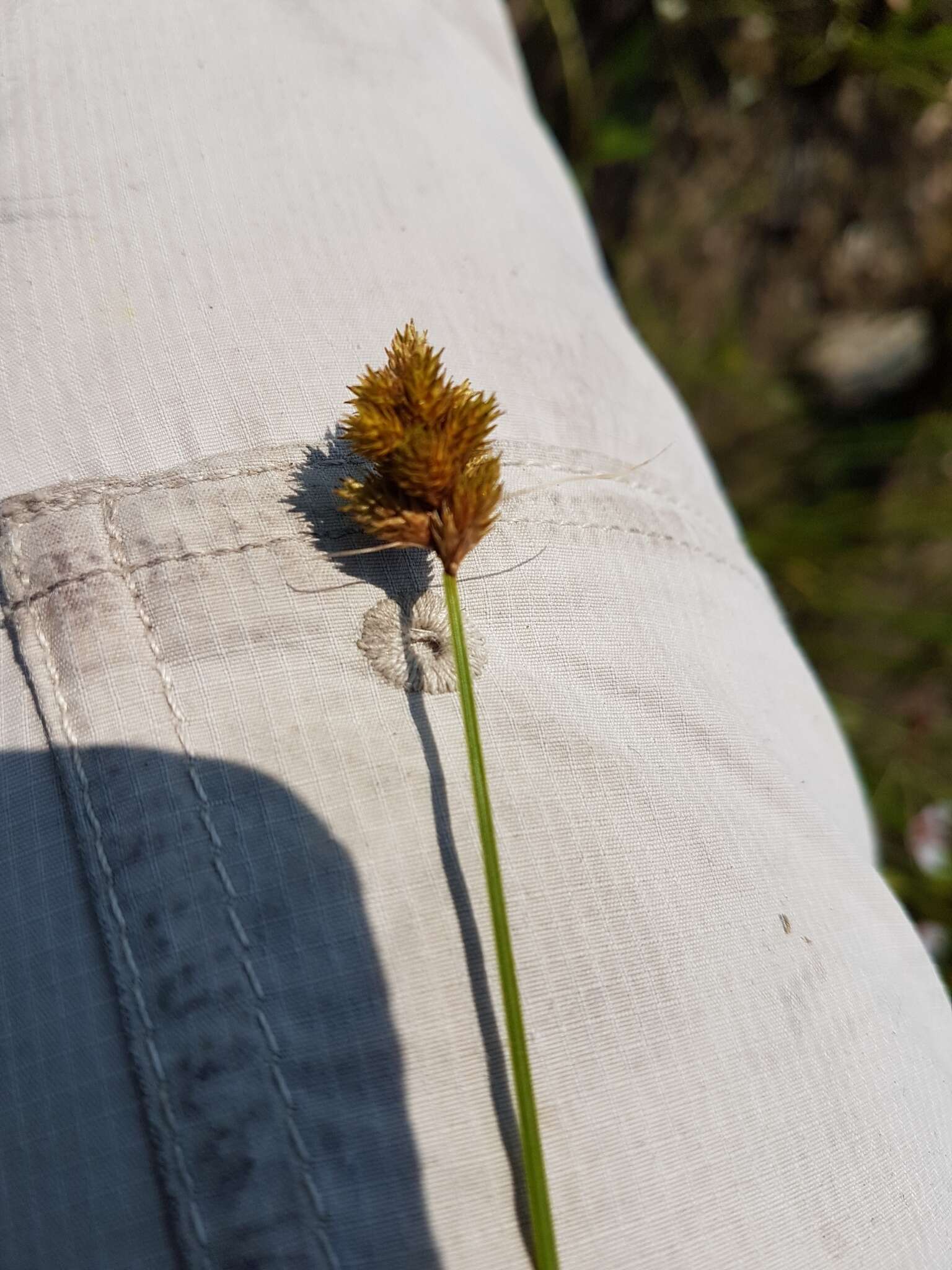 Image of Bebb's sedge