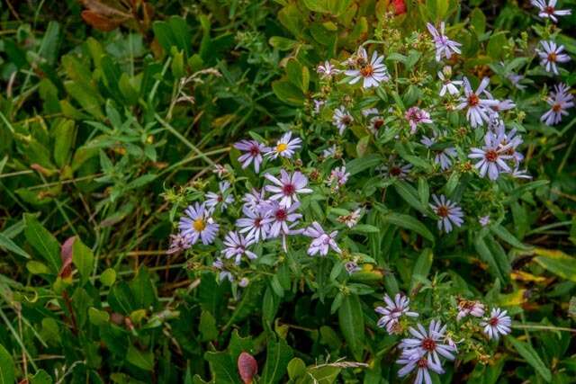 Image of New York aster