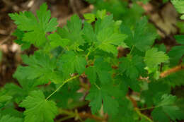 Image of prickly currant