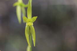 Image of Oliveriana Rchb. fil.