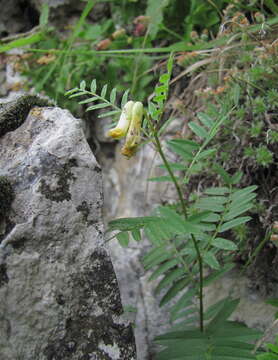 Image of Vicia abbreviata Spreng.