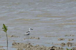 Image of crab-plovers