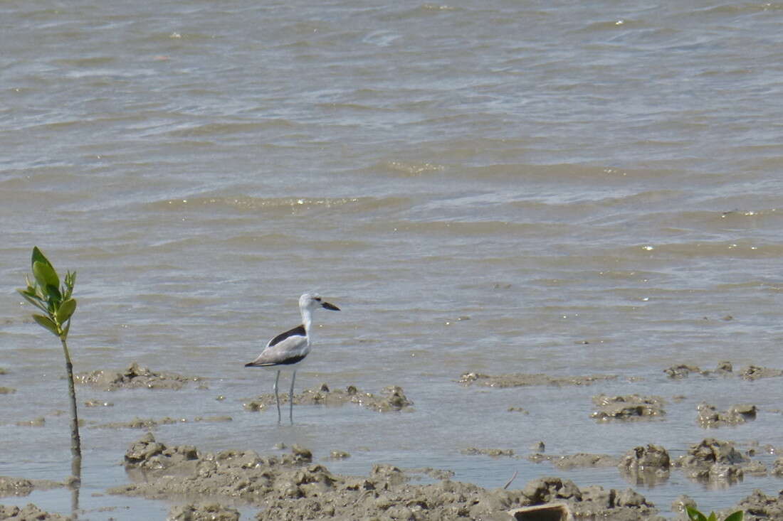 Image of crab-plovers