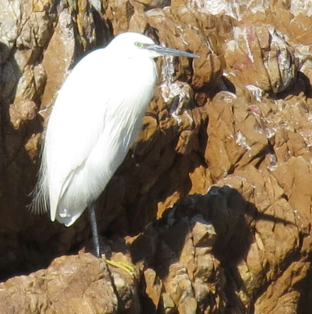 Image of Egretta garzetta garzetta (Linnaeus 1766)