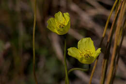 Image of Papaver lapponicum subsp. jugoricum (Tolm.) S. V. Gudoshnikov