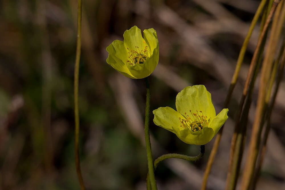 Image of Papaver lapponicum subsp. jugoricum (Tolm.) S. V. Gudoshnikov