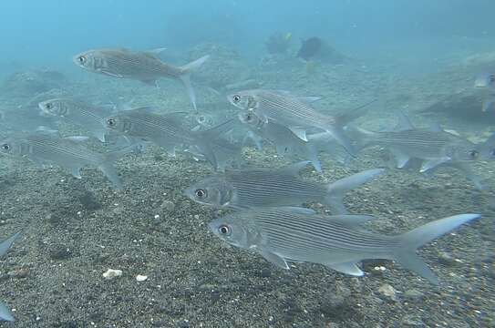 Image de Barbure à six doigts