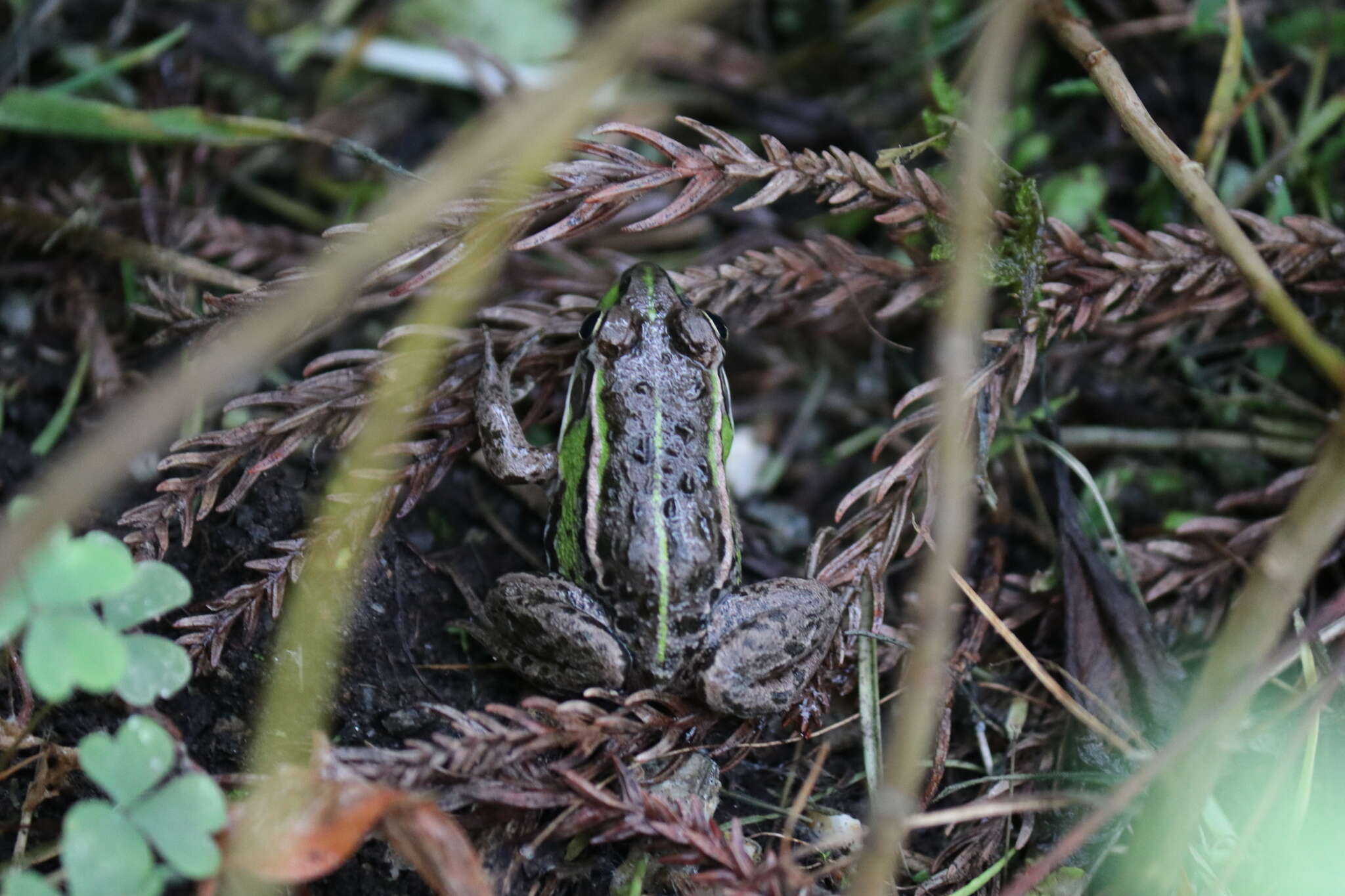 صورة Pelophylax porosus (Cope 1868)