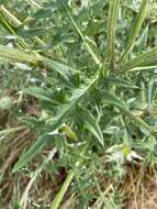 Cirsium engelmannii Rydb.的圖片