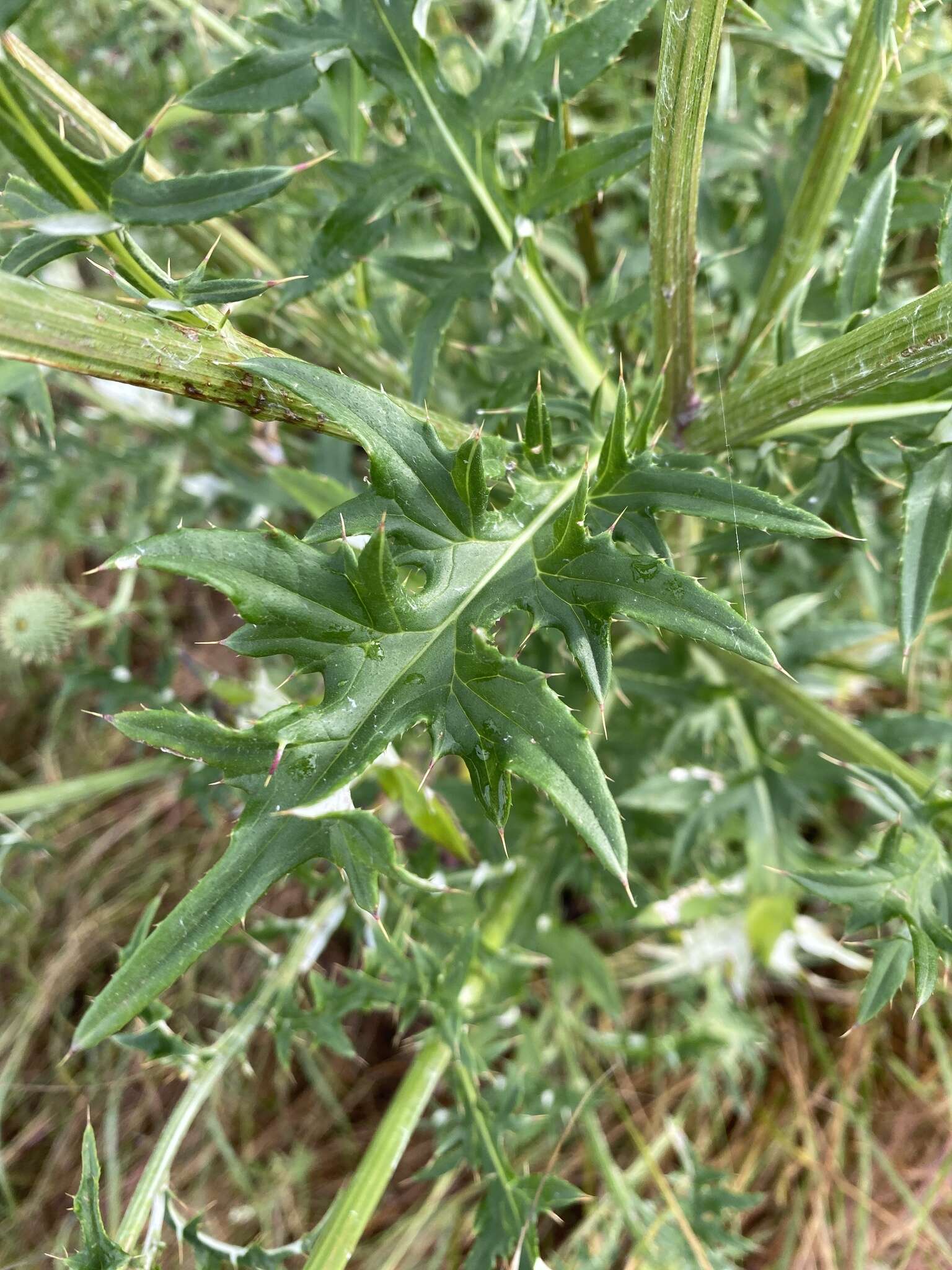 Cirsium engelmannii Rydb.的圖片