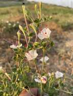 Acleisanthes obtusa (Choisy) Standl. resmi